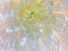 USA- Washington State- Seabeck. Chrysanthemum blossom close-up. Art Print